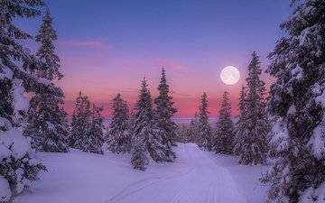 восход, природа, лес, зима, утро, луна, холод, jørn allan pedersen