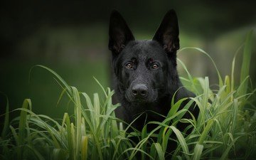 морда, трава, взгляд, собака, черная, немецкая овчарка