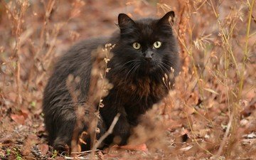 кот, мордочка, усы, кошка, взгляд, пушистый, черный, ушки, сухая трава