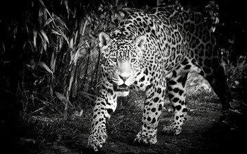 морда, чёрно-белое, хищник, ягуар, дикая кошка
