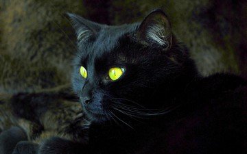 кот, мордочка, кошка, взгляд, черный, желтые глаза