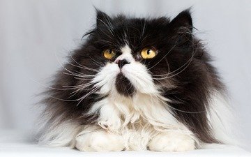 кот, мордочка, усы, кошка, взгляд, пушистая, персидская кошка