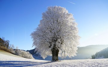 небо, снег, природа, дерево, зима, пейзаж, иней