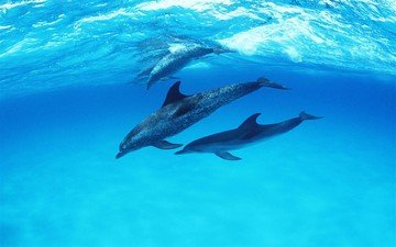 дельфины, дельфин, подводный мир