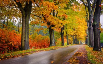 дорога, деревья, природа, листва, осень
