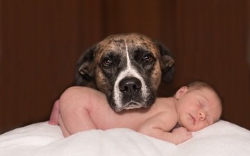 собака, любовь, ребенок, младенец, домашнее животное