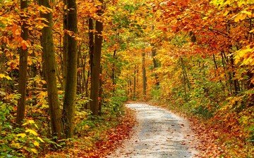 дорога, деревья, природа, осень