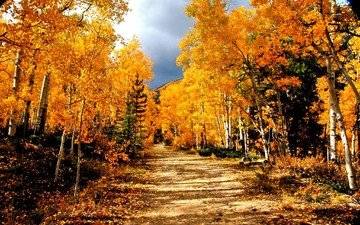 дорога, деревья, лес, березы, осень
