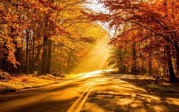 дорога, деревья, природа, лес, листья, закат, парк, осень