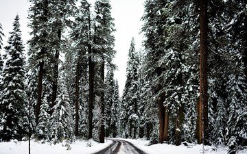 дорога, деревья, снег, лес, зима, хвойный лес