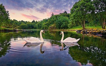 озеро, природа, отражение, птица, клюв, перья, лебеди, белый лебедь, лебедь-шипун
