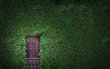 зелень, растения, листья, листва, стена, дверь, плющ