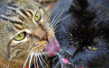 вода, усы, коты, кошки, язык, мордочки