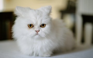 мордочка, кошка, взгляд, белая, персидская кошка