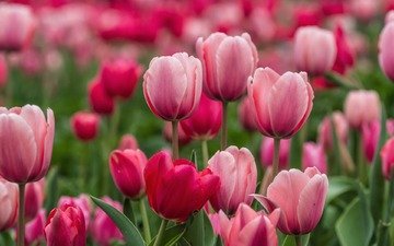цветы, бутоны, лепестки, весна, тюльпаны, розовые