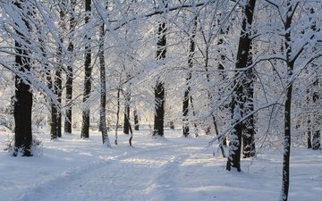 деревья, снег, зима, парк, дорожка, ветки, иней