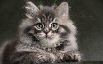 кот, мордочка, кошка, взгляд, котенок, пушистый, серый, малыш, лапки