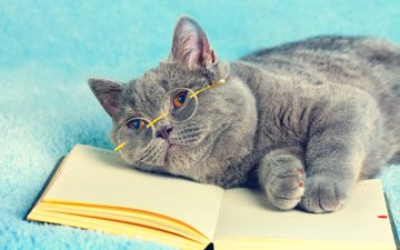 кот, мордочка, кошка, взгляд, очки, книга, лапки, короткошерстная, британская короткошерстная кошка