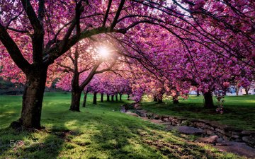 деревья, цветение, парк, ветки, весна, сакура, солнечный свет