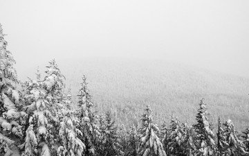 деревья, снег, природа, лес, зима, туман, мороз, чёрно-белое, ели