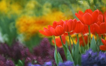 цветы, бутоны, размытость, весна, тюльпаны