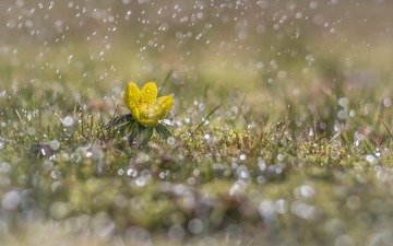 трава, желтый, цветок, капли, дождь, первоцвет