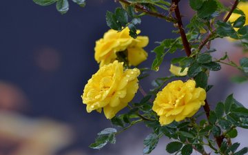 цветы, ветка, капли, розы, жёлтые розы