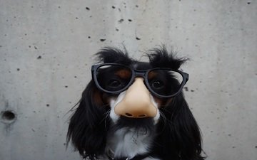 очки, стена, собака, юмор, нос, спаниель
