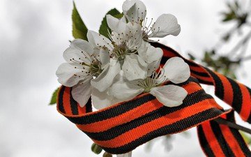 цветы, ветка, день победы, яблоня, 9 мая, георгиевская ленточка