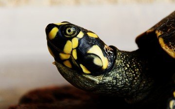 черепаха, голова, рептилия, пресмыкающиеся, пресноводная черепаха, желтоухая черепаха