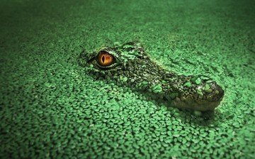 вода, крокодил, водоросли, рептилия, ряска, пресмыкающиеся