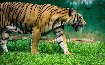 тигр, трава, клыки, хищник, профиль, большая кошка