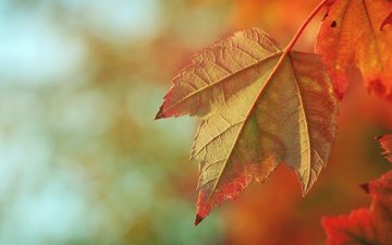 природа, осень, размытость, кленовый лист, осенние листья
