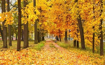 деревья, природа, лес, листья, парк, осень, аллея