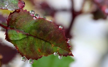 природа, листья, капли, осень, лист, размытость, капли дождя