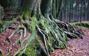 природа, дерево, лес, мох, корни, осенние листья
