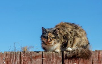 небо, кот, мордочка, кошка, взгляд, забор, пушистый