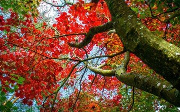 дерево, ветки, осень, клен