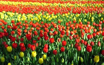 цветы, бутоны, лепестки, красные, тюльпаны, желтые, поле тюльпанов