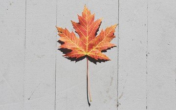 осень, лист, кленовый лист, деревянная поверхность