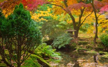 деревья, вода, река, ручей, осень, япония, сад