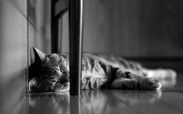 кот, мордочка, кошка, чёрно-белое, сон, лапки, спящий