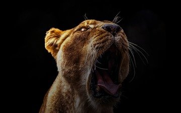 портрет, хищник, большая кошка, лев, язык, голова