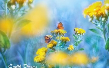 крылья, насекомые, размытость, бабочки, желтые цветы, tatyana krylova, татьяна крылова