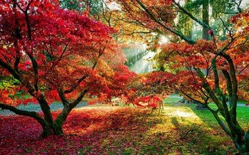 деревья, лес, листья, осень, красные листья, тропинка, солнечные лучи, осенний лес