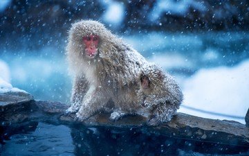 снег, зима, обезьяна, детеныш, японский макак, снежная обезьяна
