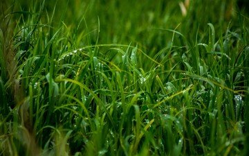 трава, природа, роса, зелёная трава, крупным планом, капли дождя