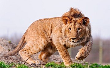 лапы, хищник, большая кошка, лев, грива, молодой лев