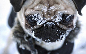 снег, мордочка, взгляд, собака, мопс