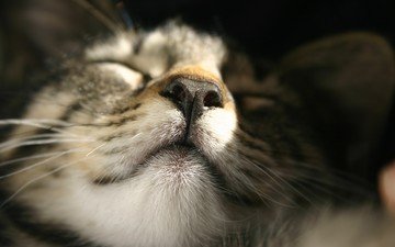 кот, мордочка, усы, кошка, сон, крупным планом